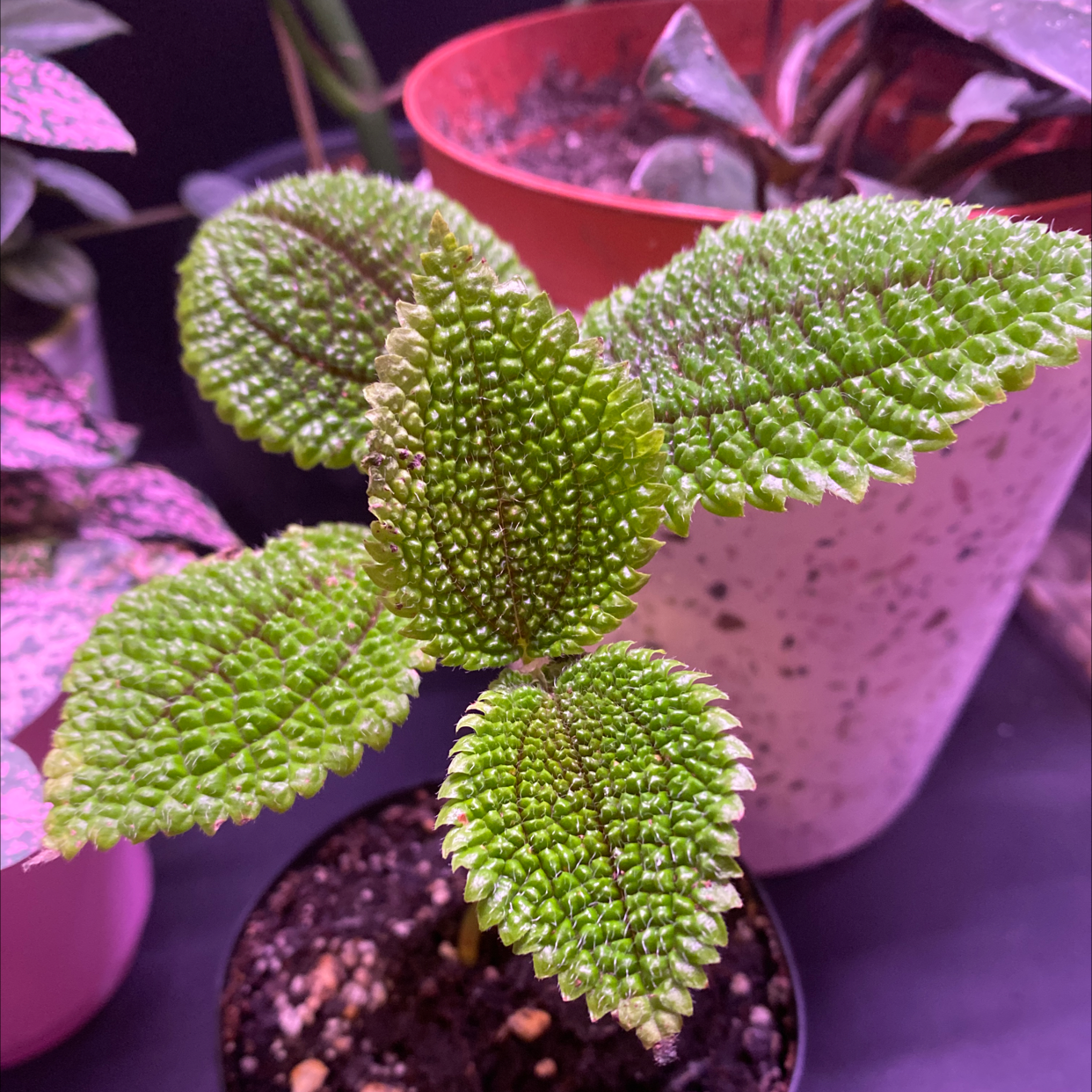 Pilea mollis plant with textured green leaves in a pot, soil visible.