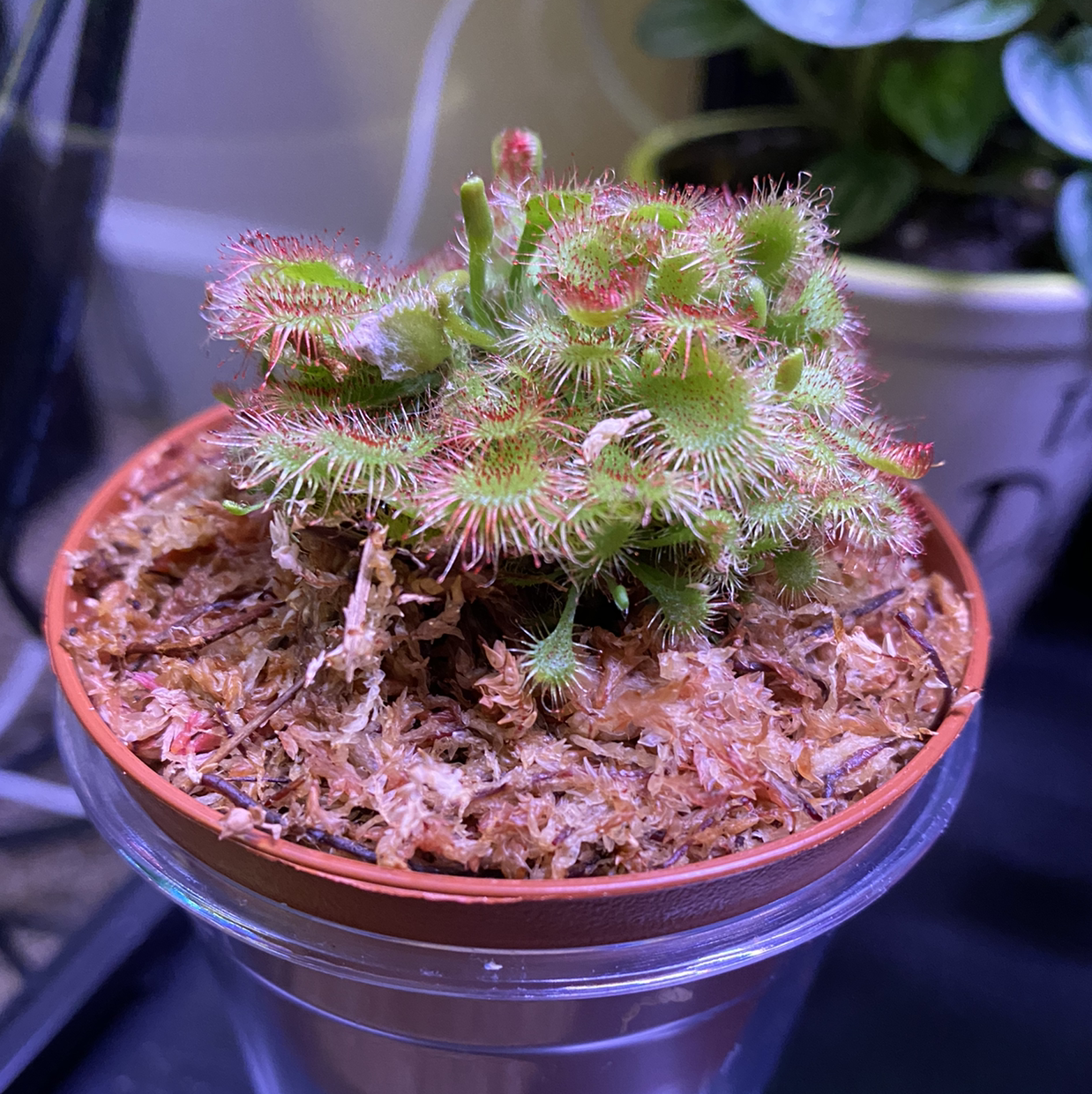 Spoon-Leaved Sundew plant in a small pot with visible soil, appearing healthy.