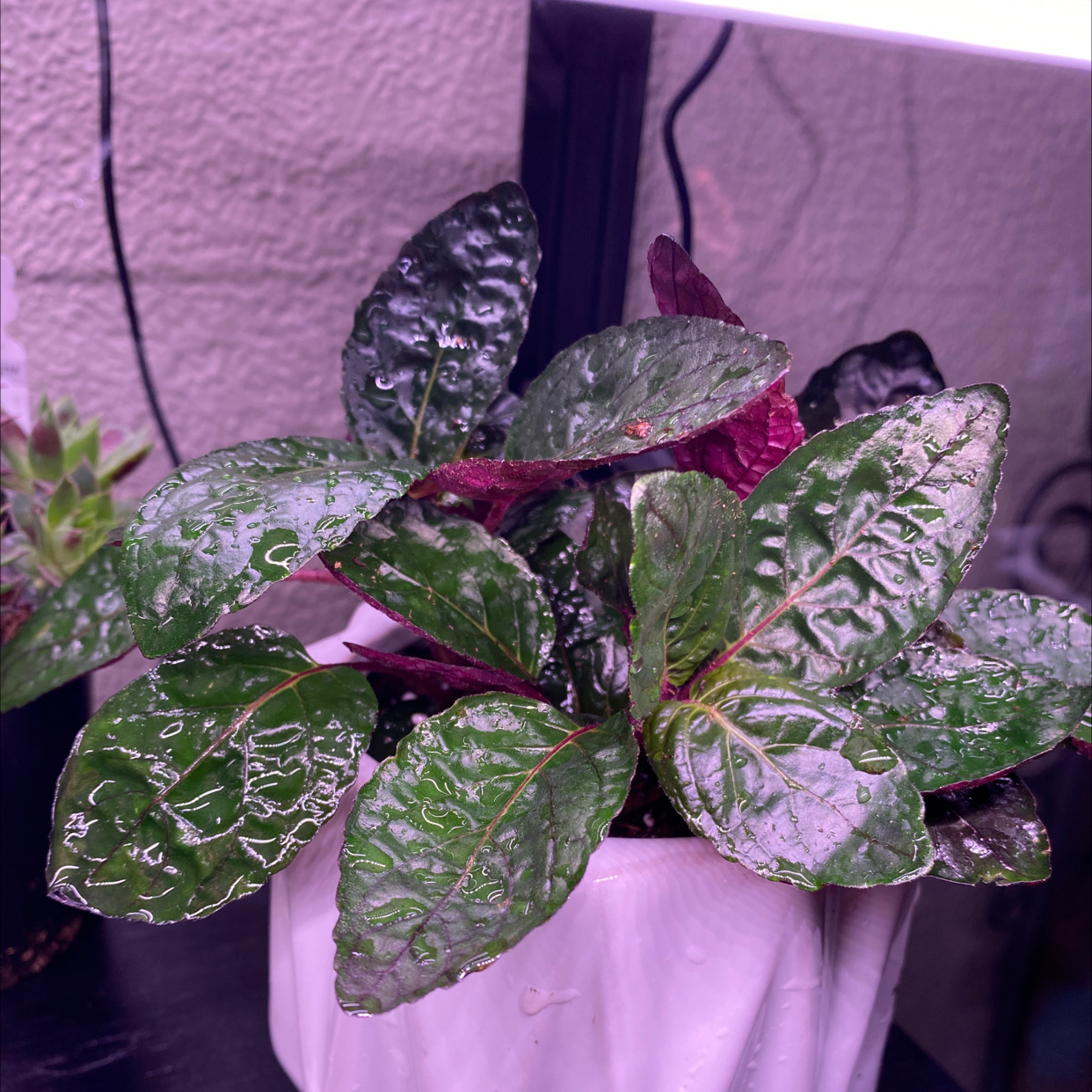 Waffle Plant with dark green, textured leaves in a white pot.