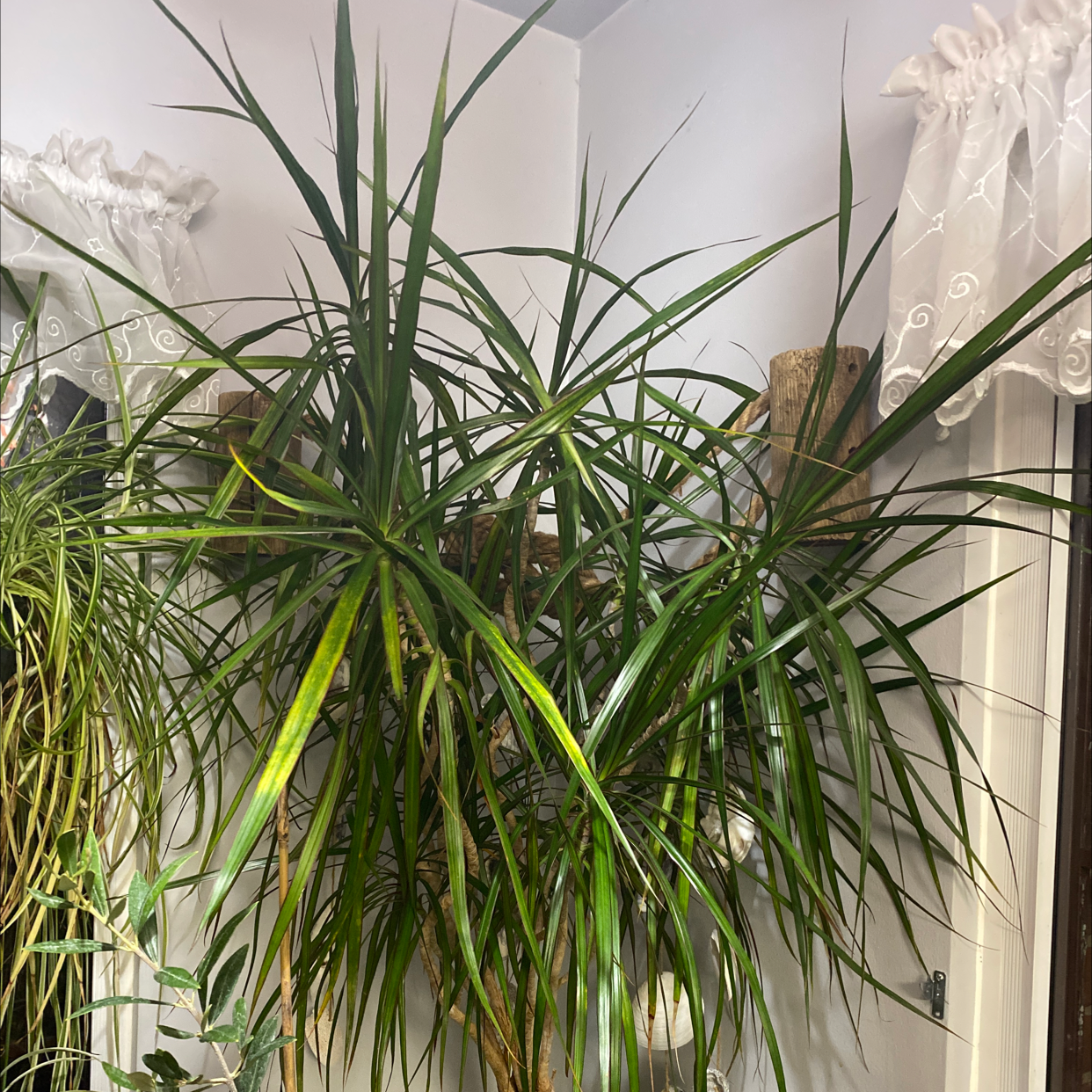 Open Weave Dragon Tree with long, narrow leaves, some yellowing visible.