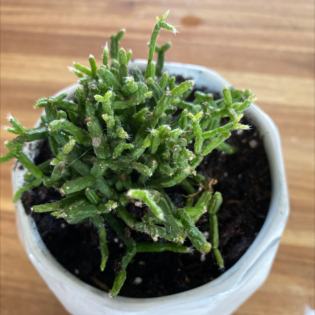 Hairy Stemmed Rhipsalis plant in a white pot with visible soil.