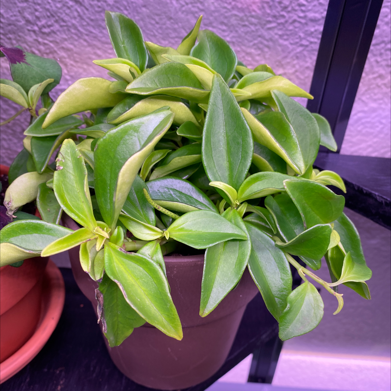 Teardrop Peperomia plant in a pot with vibrant green leaves and slight yellowing.