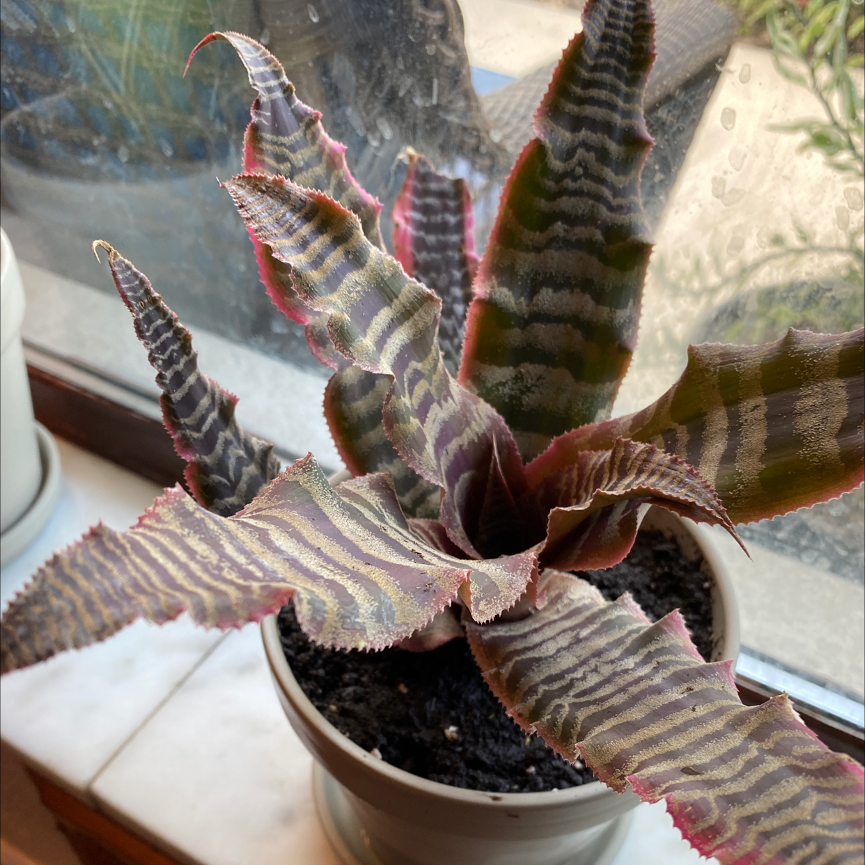Potted Earth Stars plant with striped leaves near a window.