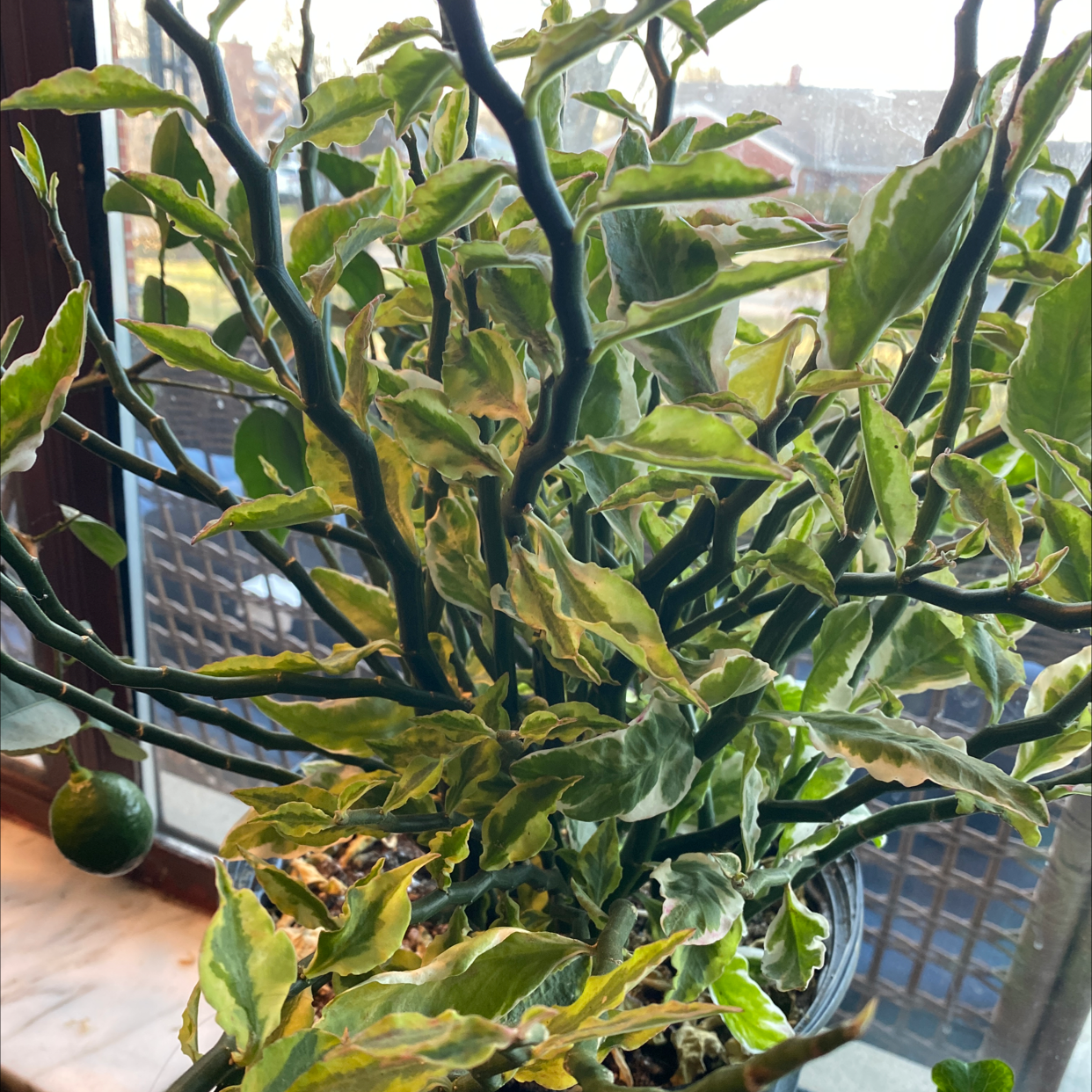 Healthy variegated Japanese Poinsettia houseplant with lush cream and green foliage, no signs of disease.