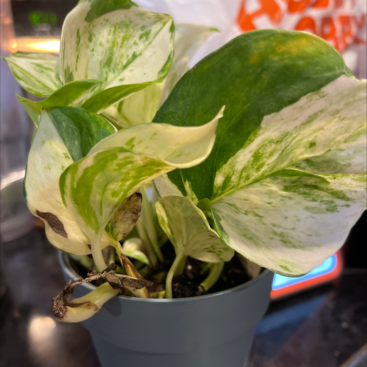 Manjula Pothos plant photo by @mrsdexter named Piper on Greg, the plant care app.