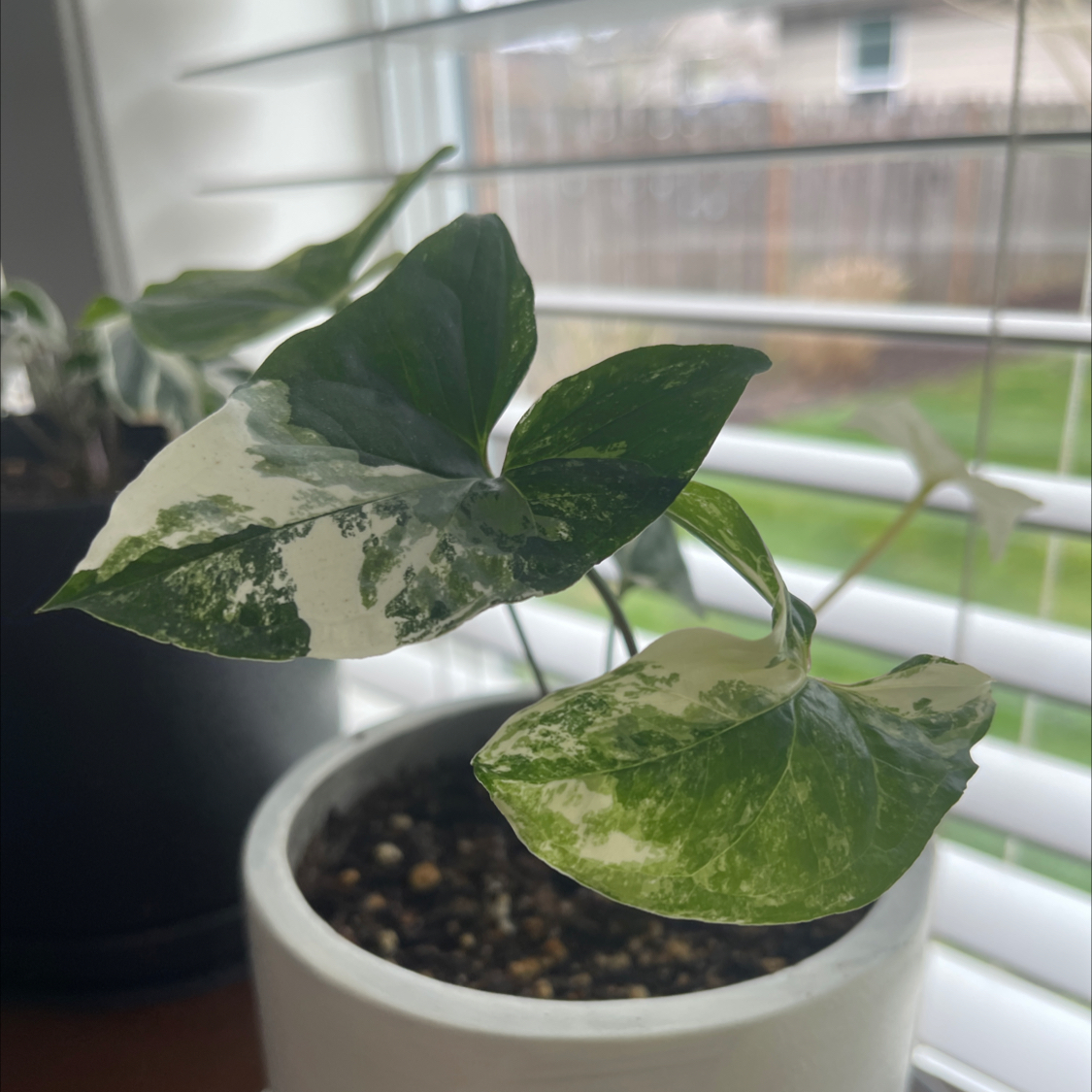 Variegated Arrowhead Vine with distinct variegated leaves in a white pot by a window.