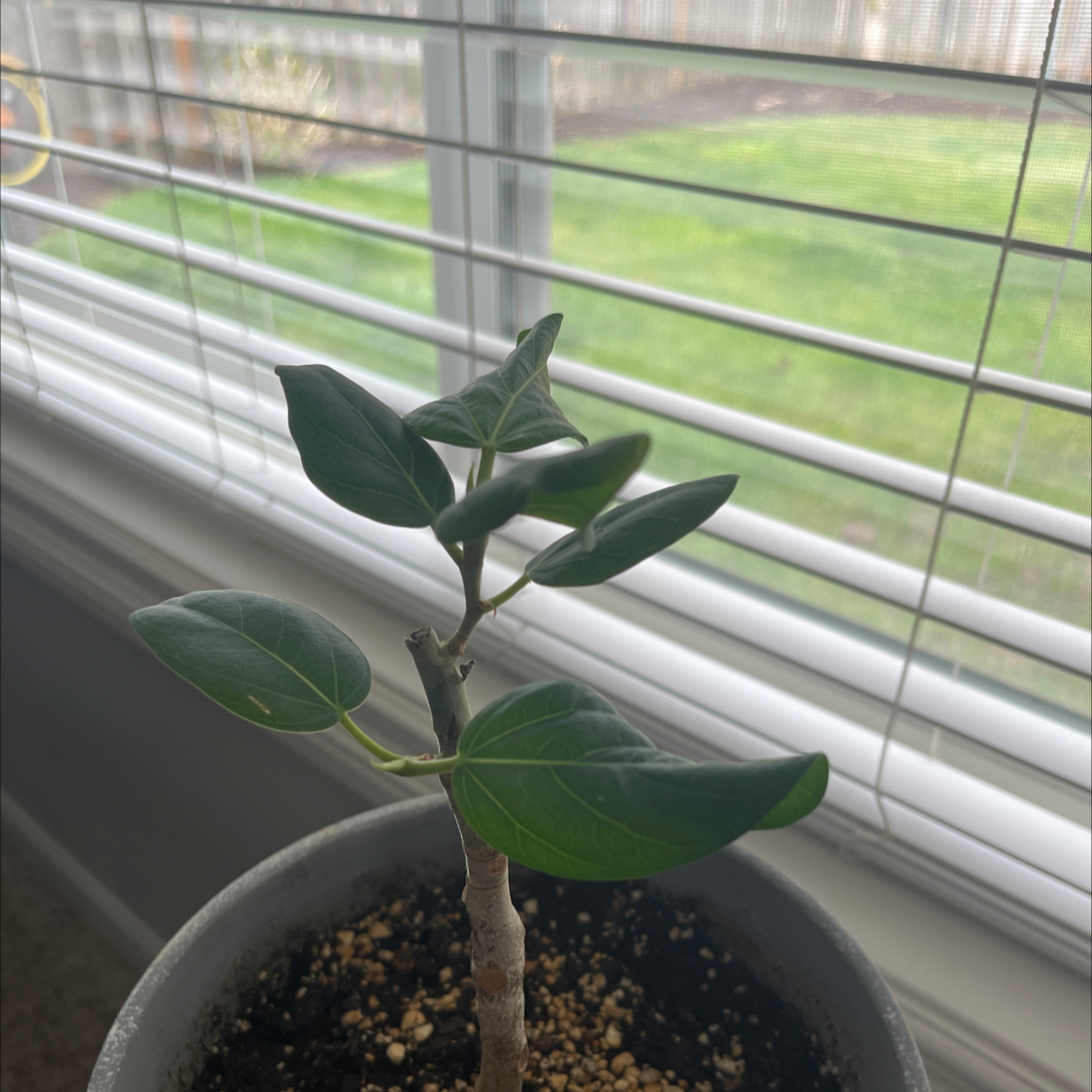 Young Audrey Ficus plant in a pot near a window with blinds.