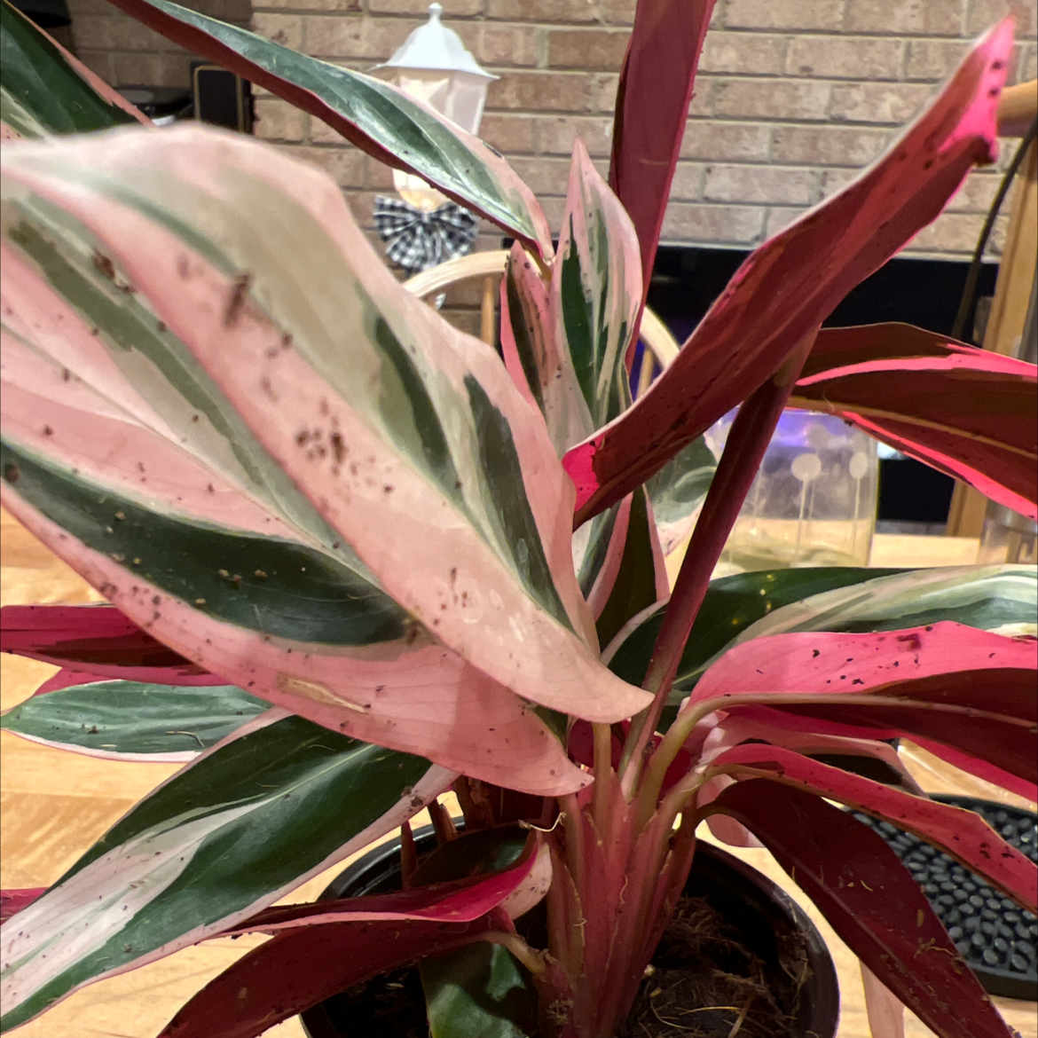 Never Never Plant plant photo by @IdealSalad named Forrest on Greg, the plant care app.