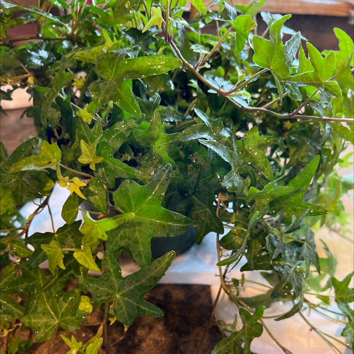 English Ivy plant photo by @IdealSalad named English Ivy on Greg, the plant care app.