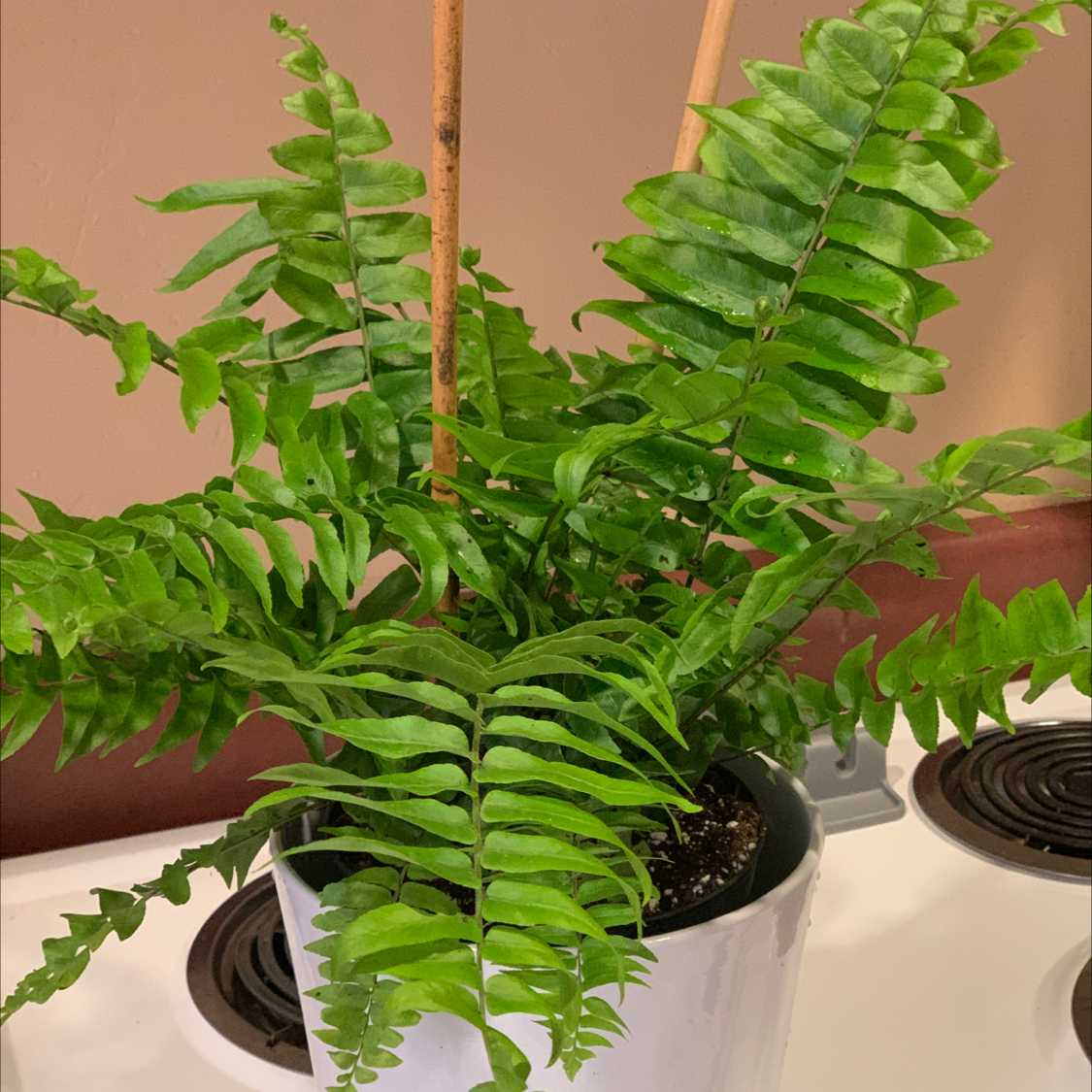 Photo of the plant species Cyrtomium falcatum by Paige named Sword Ferm on Greg, the plant care app