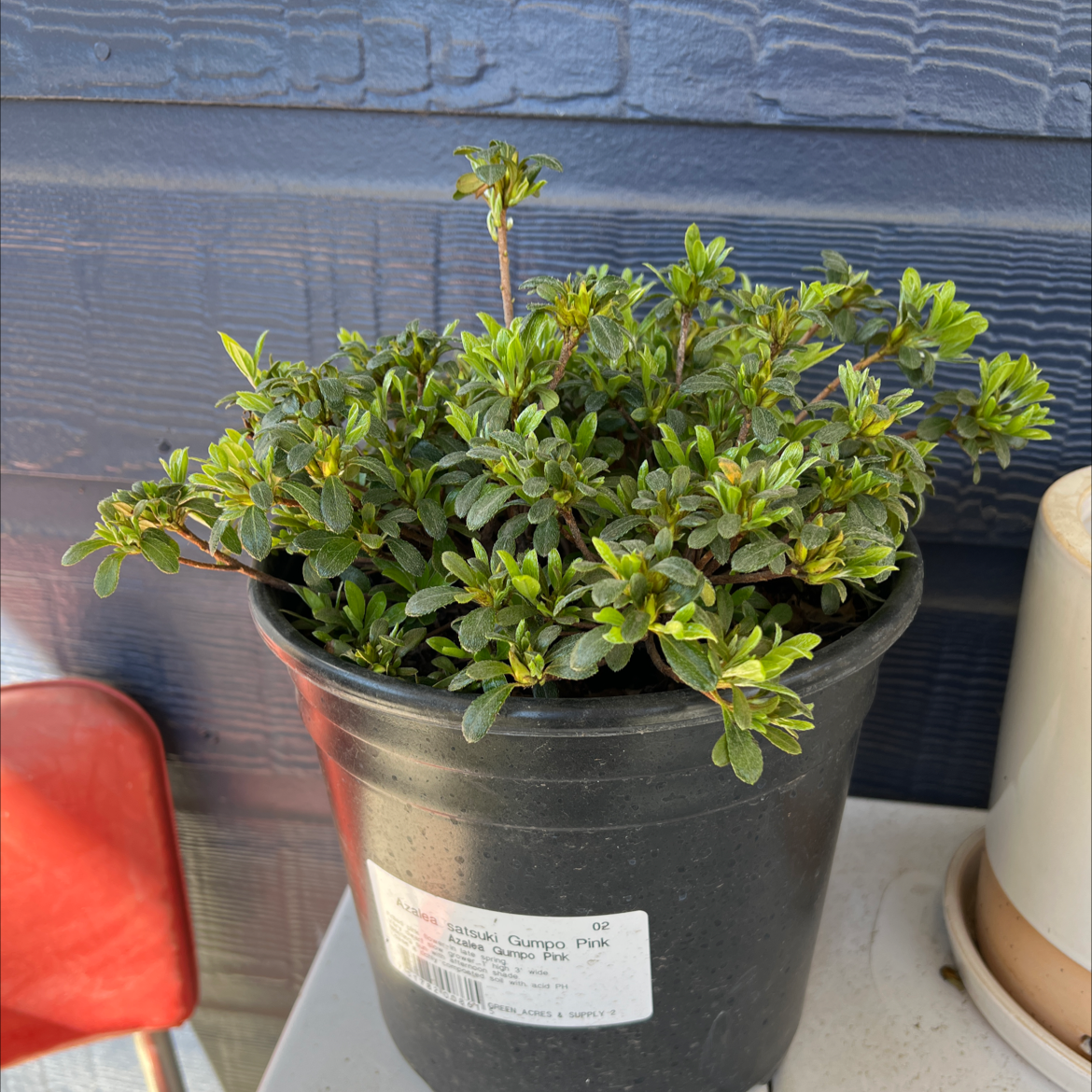 Rosa