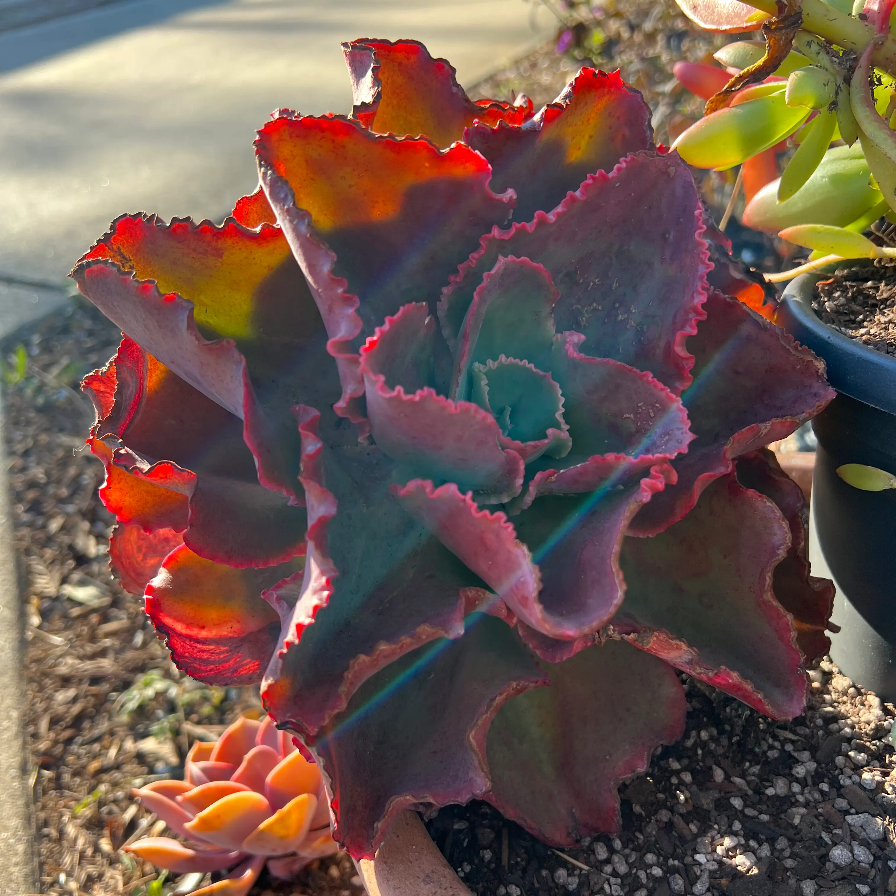 Photo of the plant species Echeveria 'Crinoline Ruffles' by @LeahBee named Jabari on Greg, the plant care app