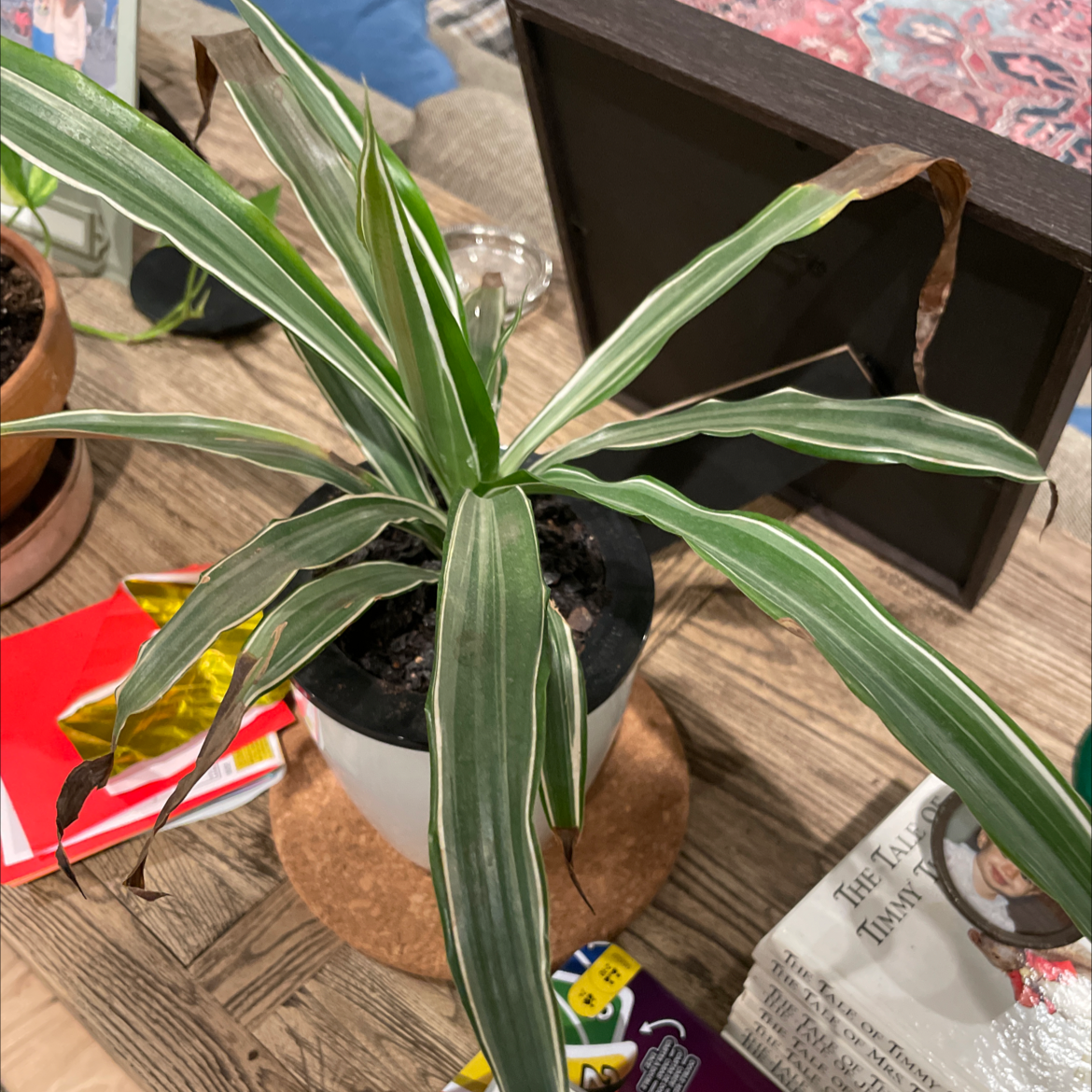 Dracaena 'Warneckii' plant in a pot with some browning leaf tips.