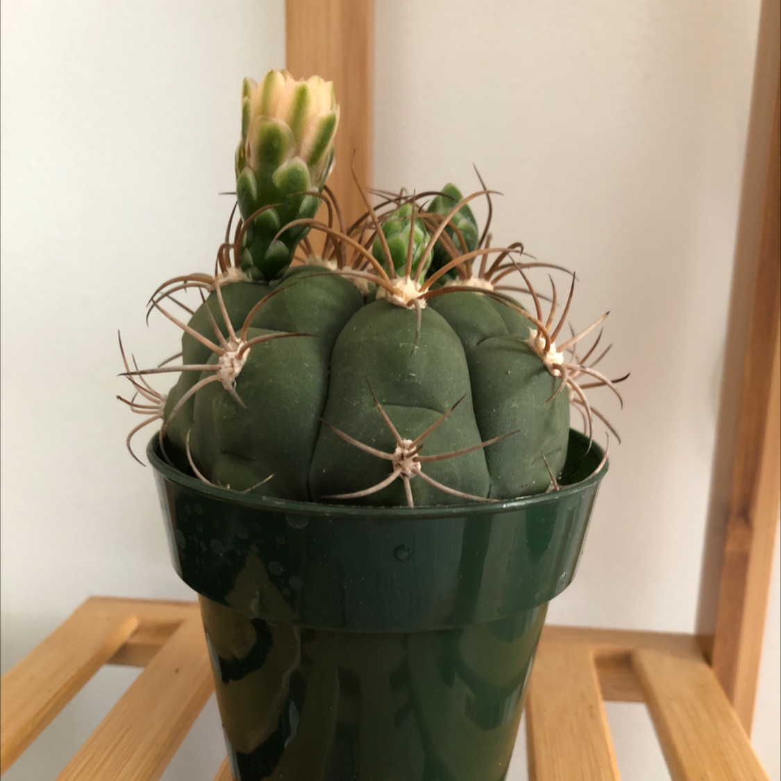 Eagle Claw cactus in a green pot with a flower bud at the top.