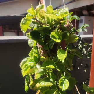 Swedish Ivy plant in Santiago, Región Metropolitana