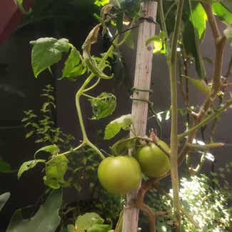 Tomato Plant plant in Santiago, Región Metropolitana