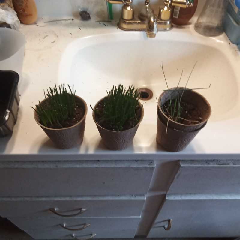 Three potted Globe Onion plants on a sink counter, with the rightmost plant showing yellowing and browning leaves.