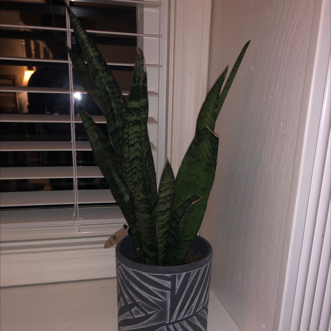 Snake Plant plant photo by Sar e named Stanley on Greg, the plant care app.