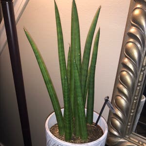 Cylindrical Snake Plant plant photo by Sar e named Alfred on Greg, the plant care app.
