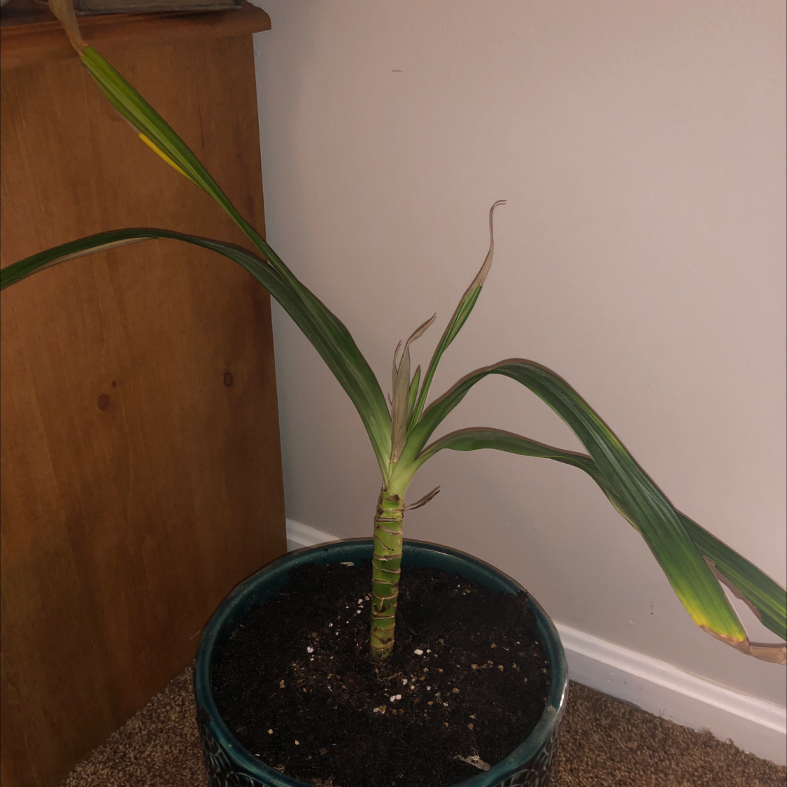 Cornstalk Dracaena plant photo by Sar e named Draco on Greg, the plant care app.