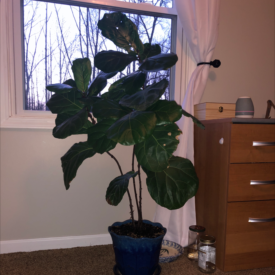 Fiddle Leaf Fig plant photo by Sar e named Fiona (Fi Fi) on Greg, the plant care app.