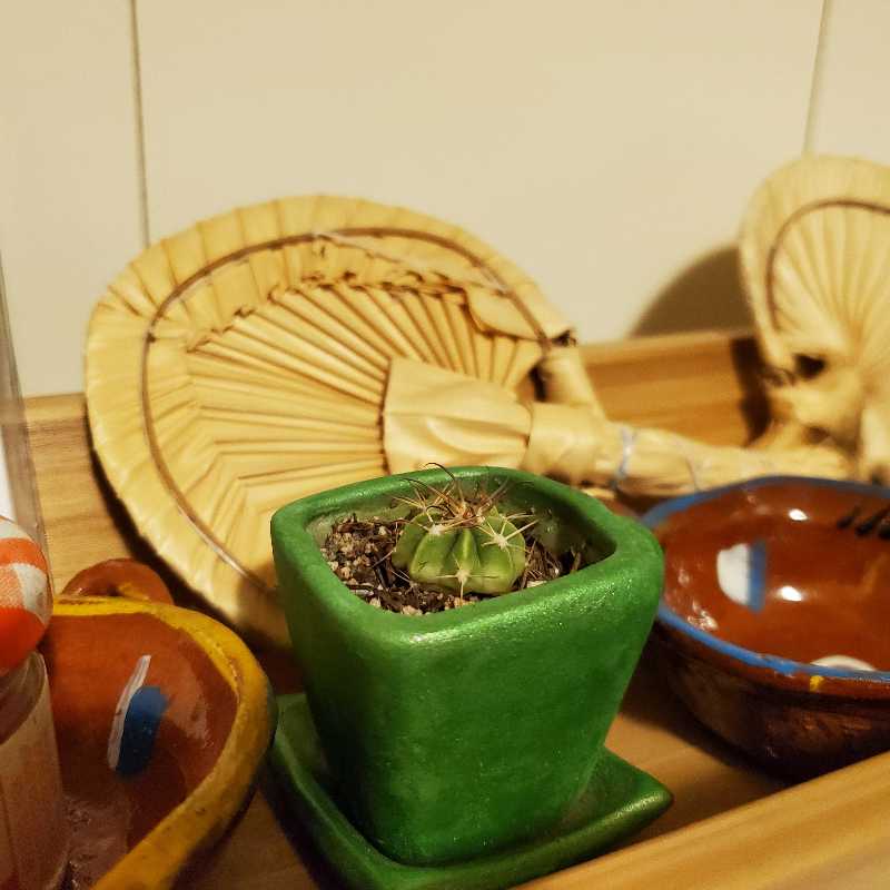 Sonora Barrel cactus in a green pot with decorative items in the background.