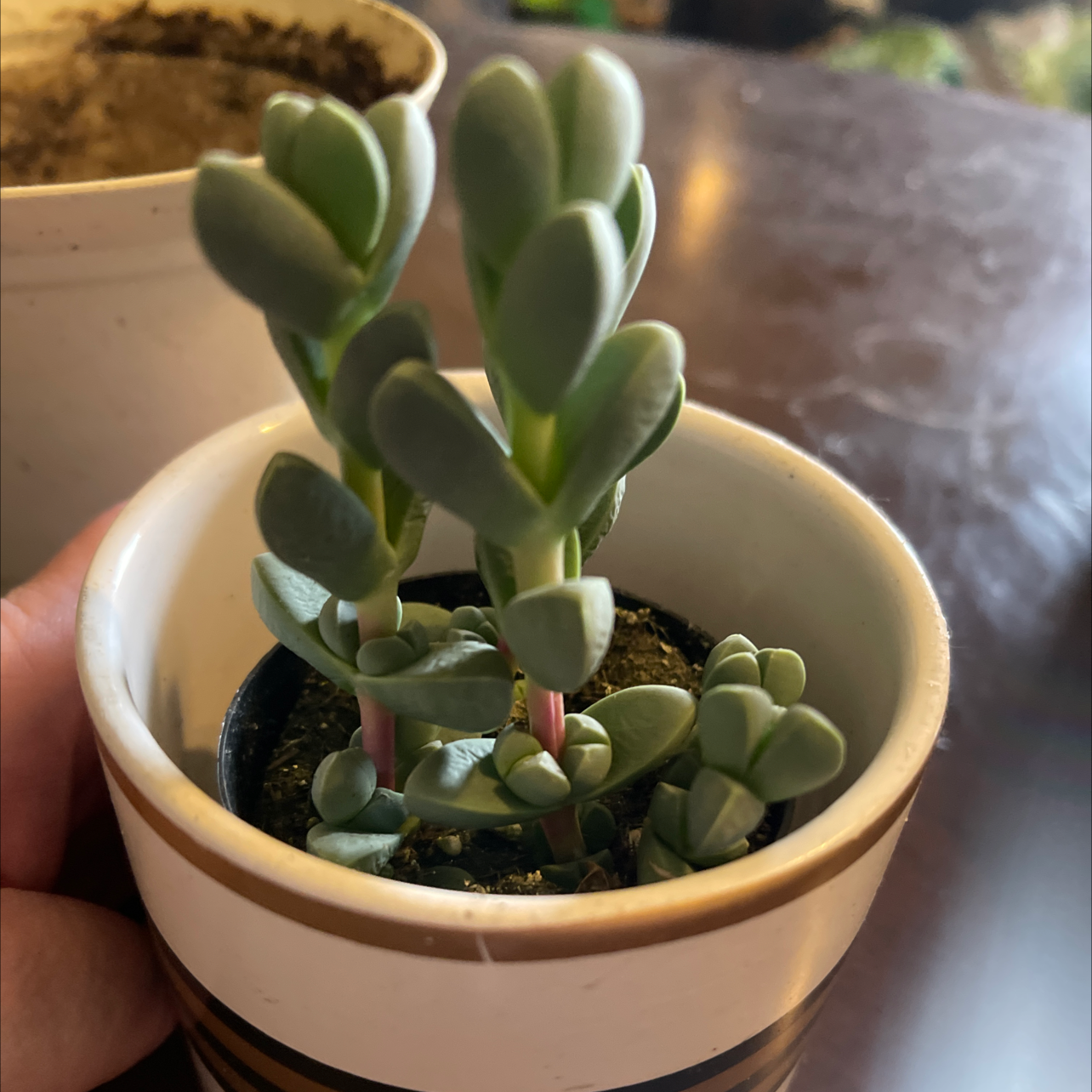 Small Beads Lampranthus succulent in a white pot with healthy, fleshy leaves.