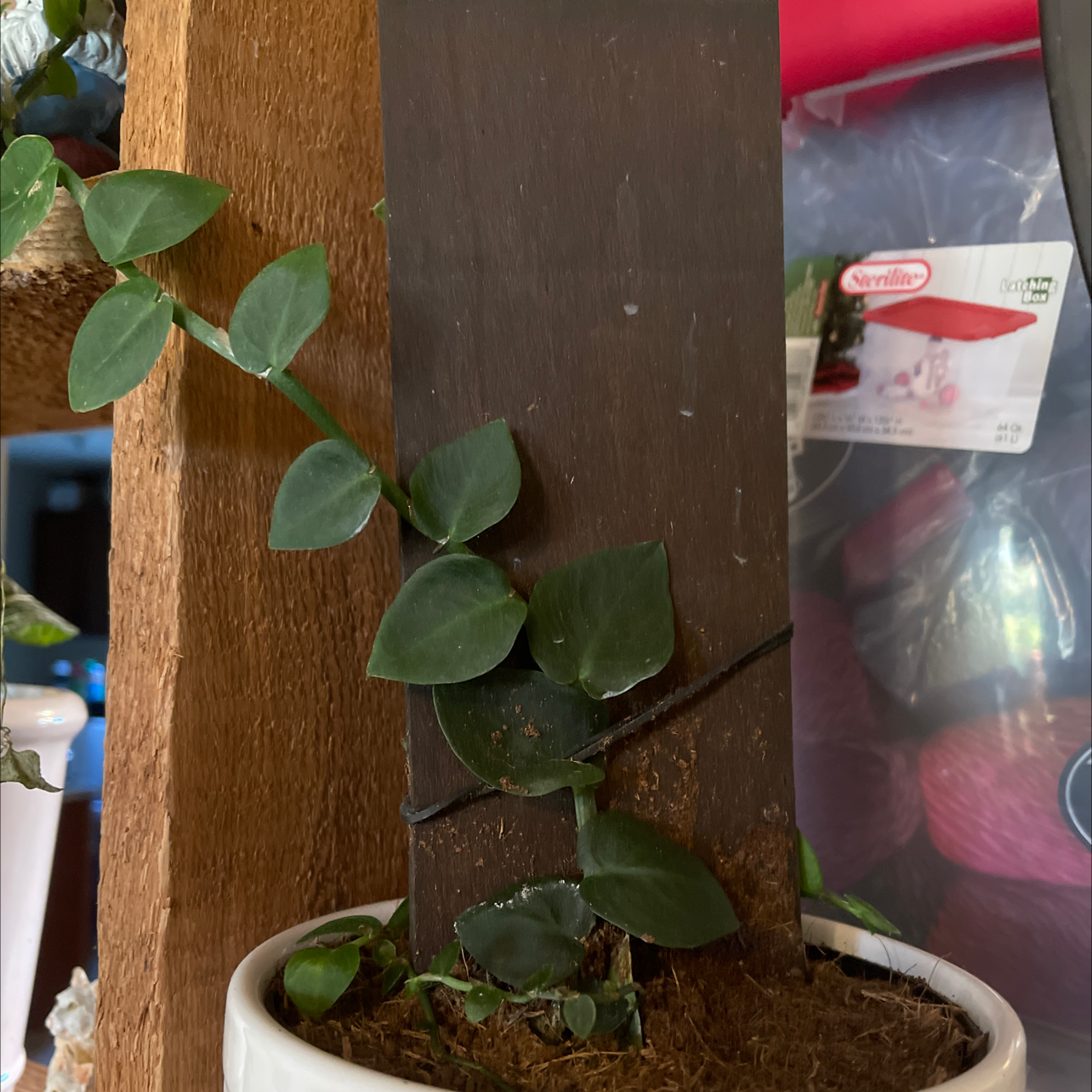 Rhaphidophora hayi plant climbing a wooden plank in a pot with visible soil.