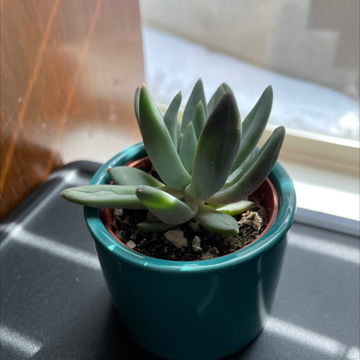 Little Jewel succulent in a small pot with visible soil, well-framed and in focus.