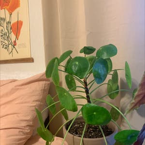 Chinese Money Plant plant photo by Plantgirl2016 named Money Plant on Greg, the plant care app.