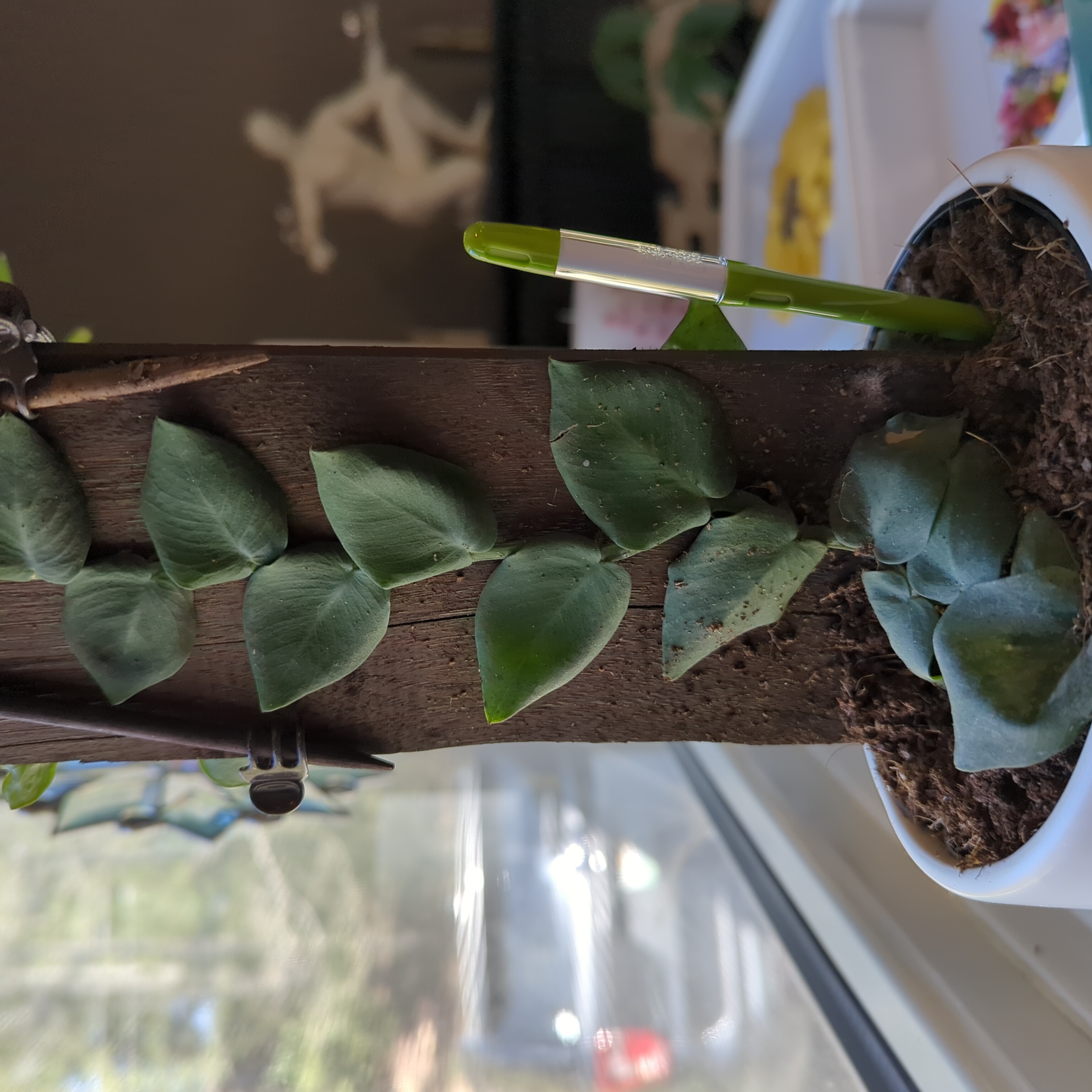 Million Hearts Dischidia plant growing on a wooden support with visible soil.