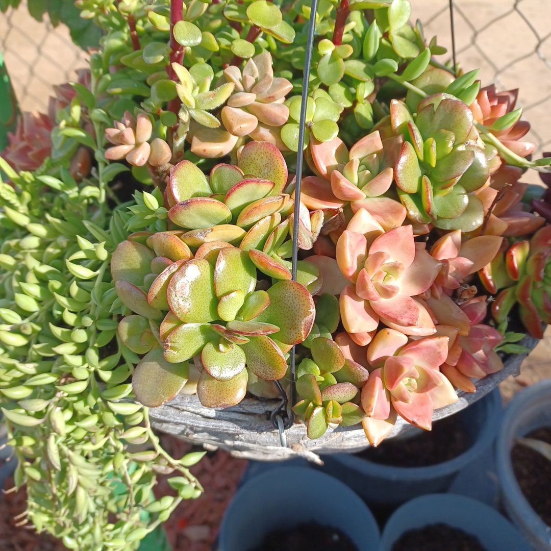 A variety of healthy succulent plants in a hanging basket with vibrant green and reddish hues.