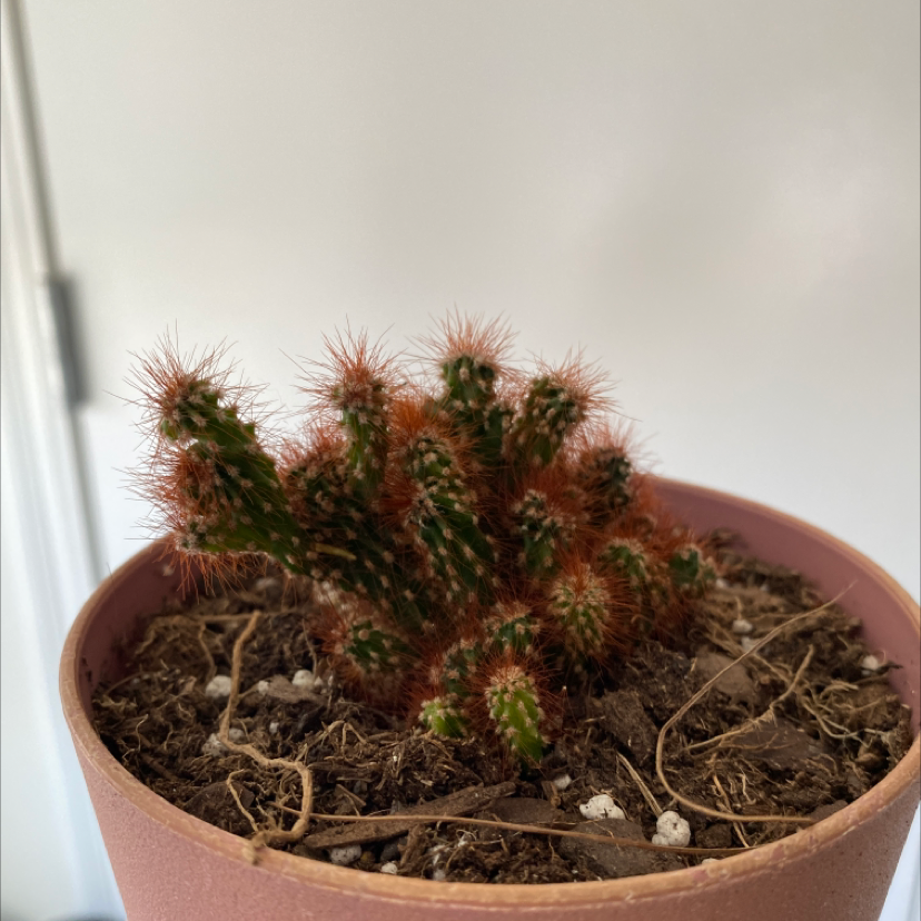 Spiny Pincushion Cactus in a pot with visible soil, well-framed and in focus.