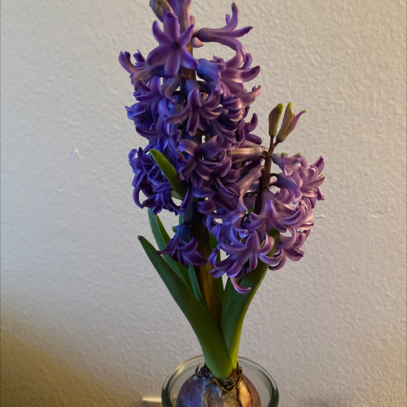 Garden Hyacinth with vibrant purple flowers, well-framed and in focus.
