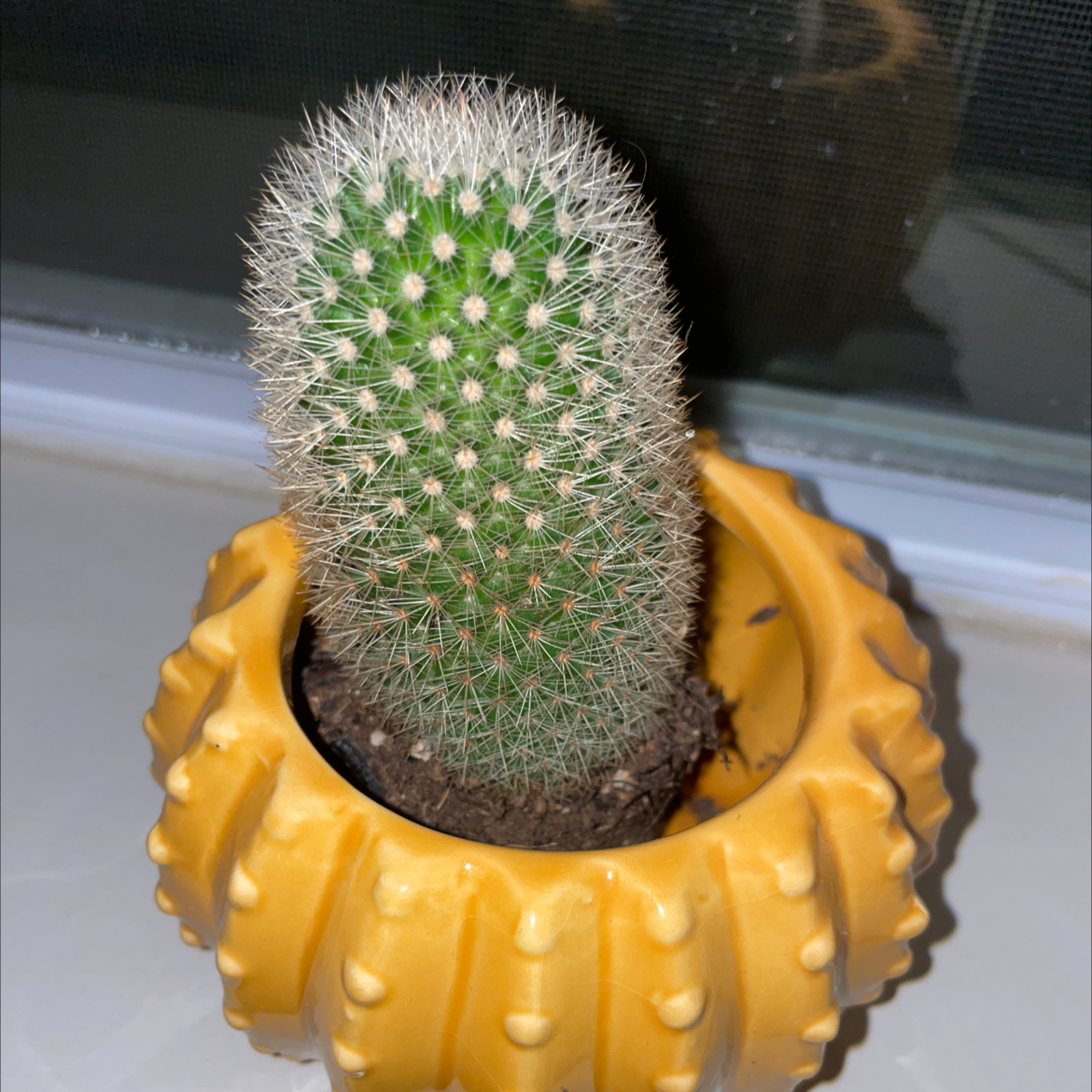 Mammillaria Haageana cactus in a yellow pot, appears healthy.