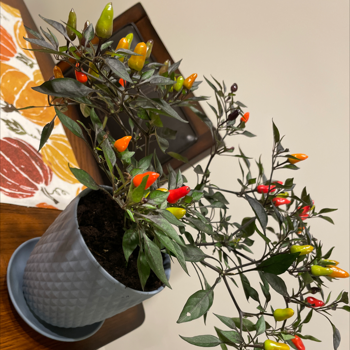 Ornamental Pepper plant in a pot with colorful peppers ranging from yellow to red.