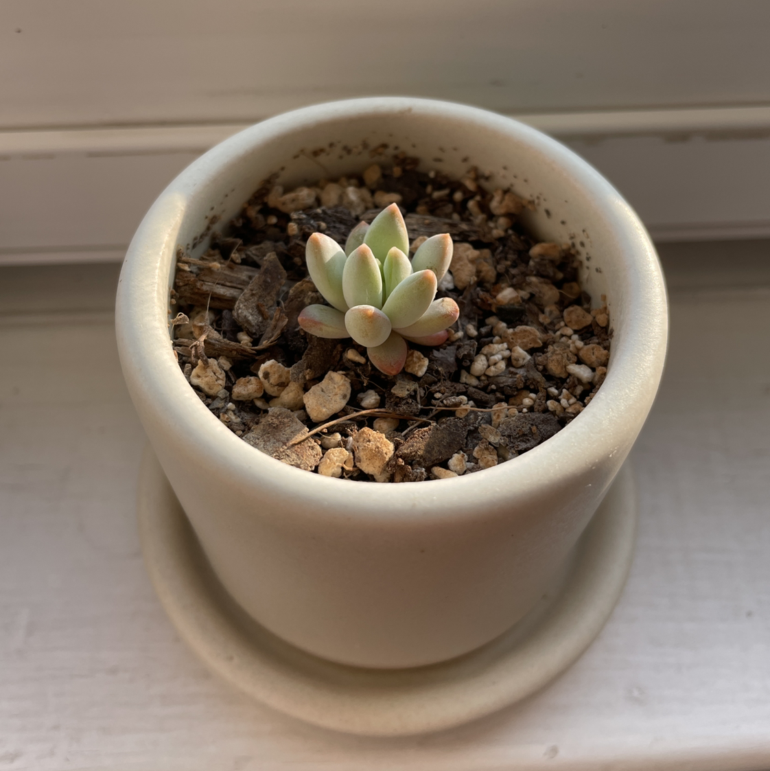 Photo of the plant species Jeweled Crown by @usagififi named Jewel on Greg, the plant care app