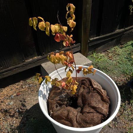 Photo of the plant species June plum by Usagififi named Ambarella on Greg, the plant care app