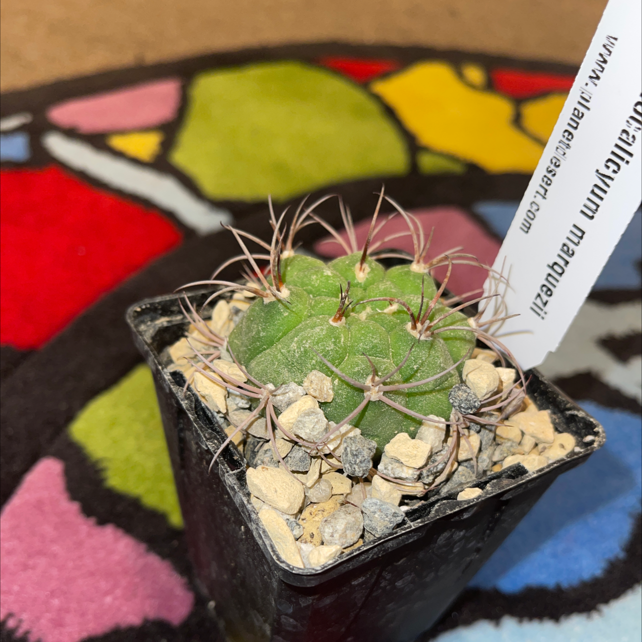 Photo of the plant species Gymnocalycium pflanzii by @ExperiencedNeem named Serenity on Greg, the plant care app
