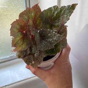 Rex Begonia plant photo by @PinkandGreen named Betty on Greg, the plant care app.