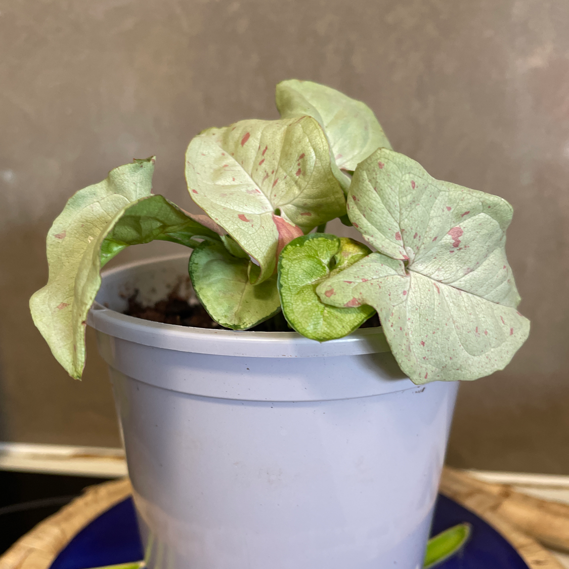 Potted Confetti Syngonium plant with light green leaves and pink speckles.