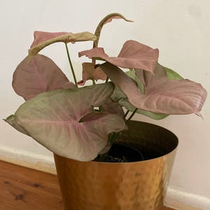 Pink Syngonium plant photo by @PinkandGreen named Ariana on Greg, the plant care app.