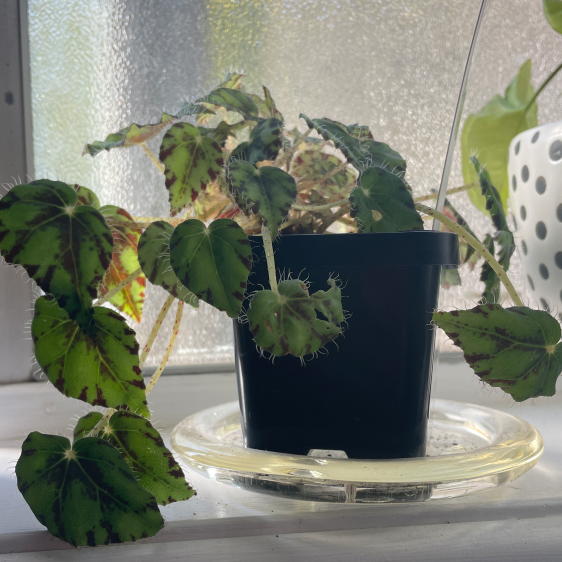 Photo of the plant species Eyelash Begonia by @PinkandGreen named Bowie on Greg, the plant care app