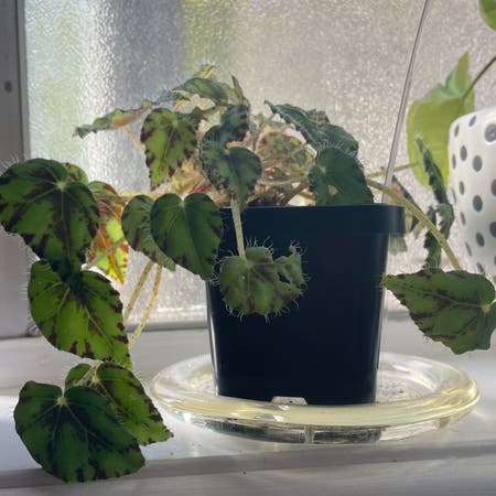Photo of the plant species Eyelash Begonia by Pinkandgreen named Bowie on Greg, the plant care app