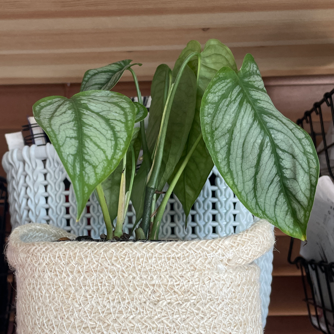 Photo of the plant species Monstera 'El salvador' by @PinkandGreen named Sal on Greg, the plant care app