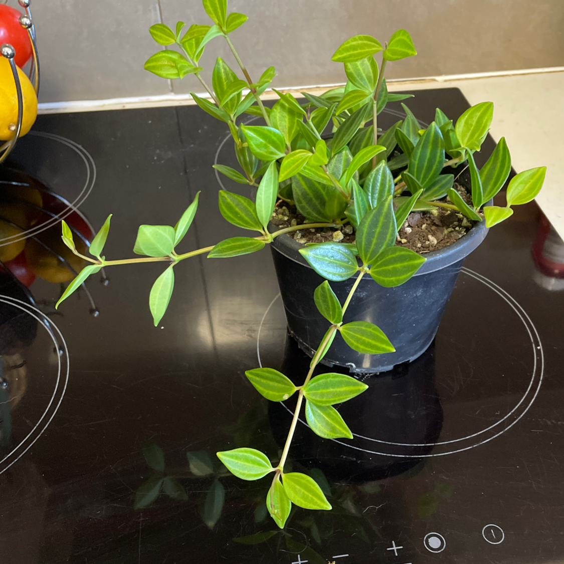 Radiator Plant in a black pot on a stovetop with vibrant green leaves.