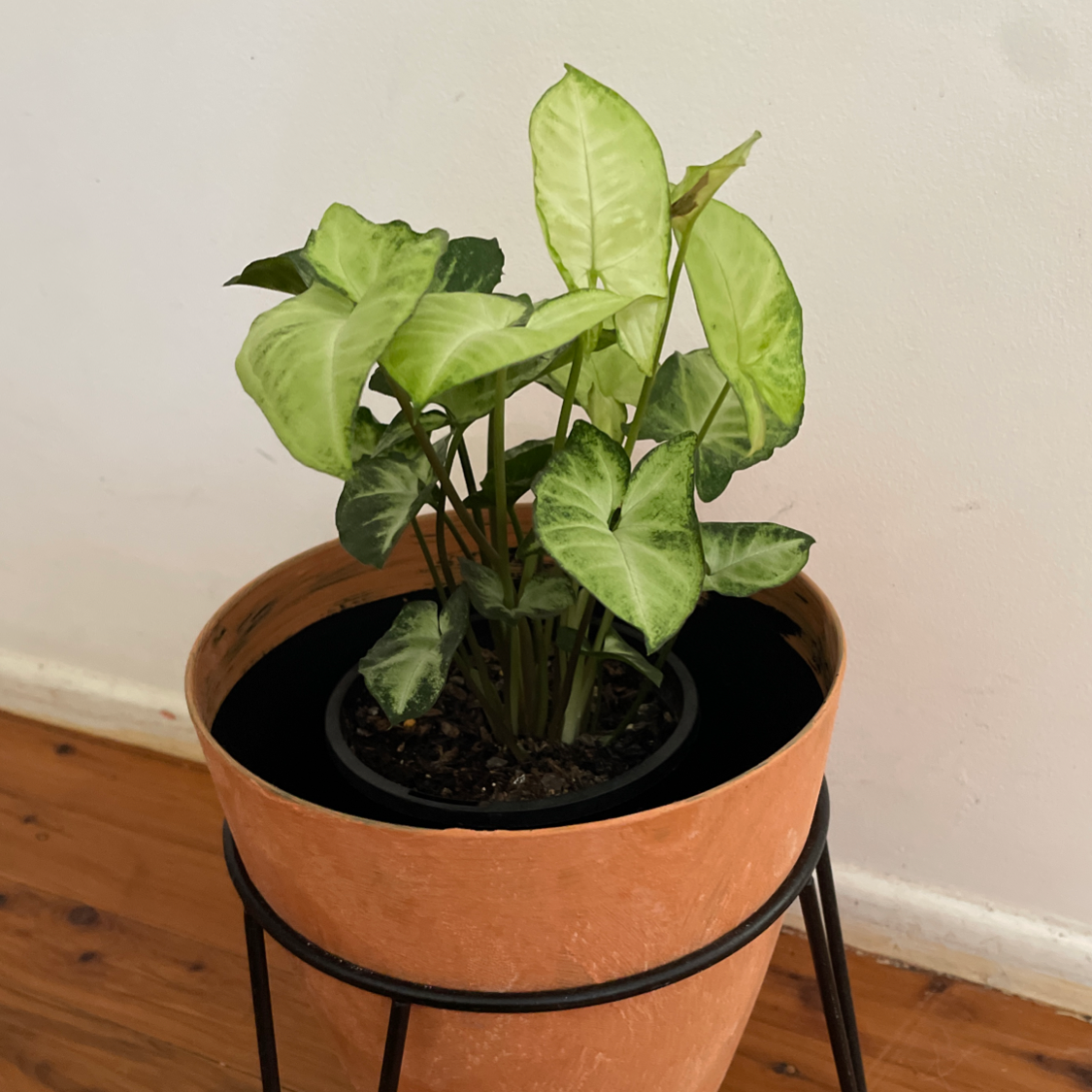 Red Heart plant photo by @PinkandGreen named Selina on Greg, the plant care app.