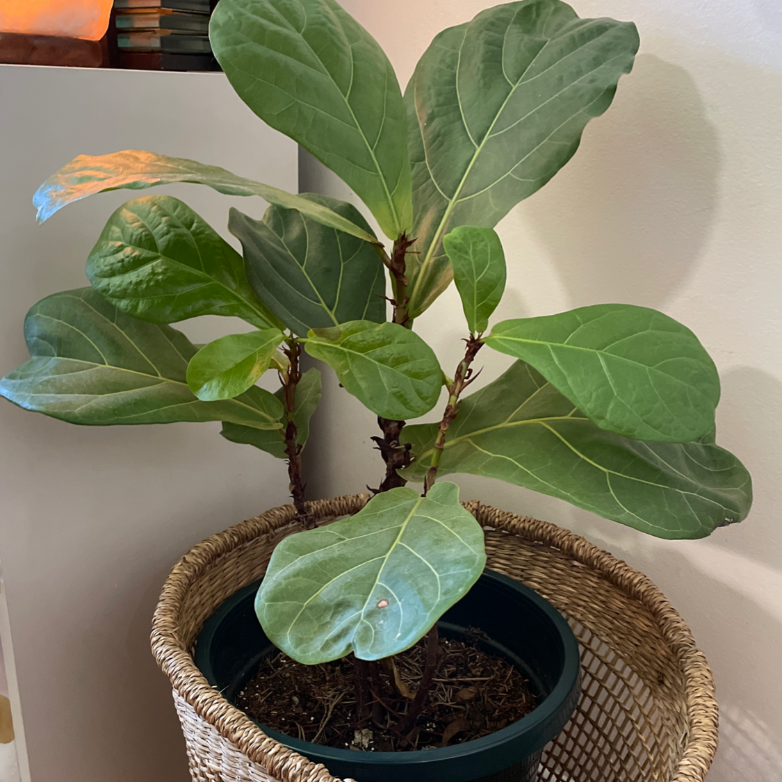 Fiddle Leaf Fig plant photo by @PinkandGreen named Figgy on Greg, the plant care app.