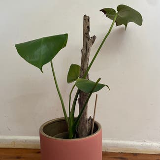 Monstera plant in Kippa-Ring, Queensland