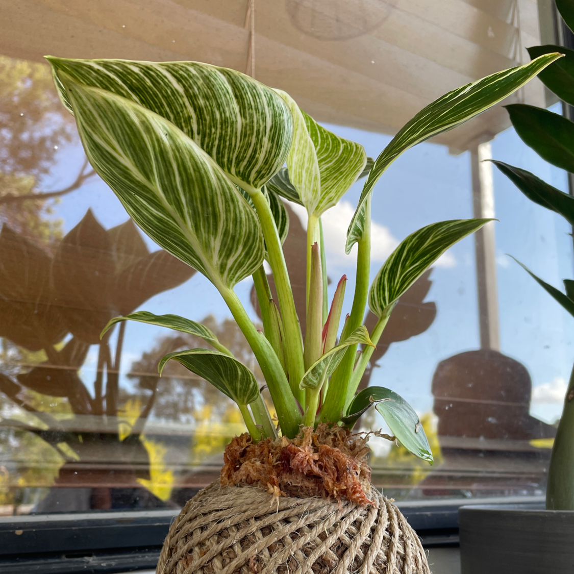 Philodendron Birkin plant photo by @PinkandGreen named Belinda on Greg, the plant care app.